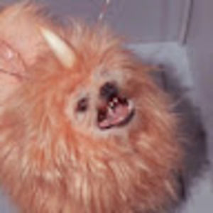 Meet your Posher, Molly